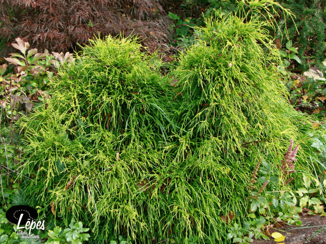 Chamaecyparis pisifera   'Sungold'